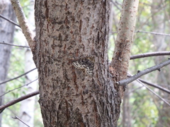 Arichanna melanaria