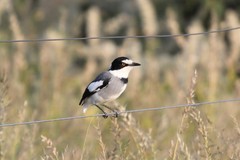 Lanioturdus torquatus
