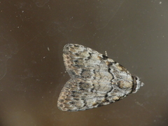 Meganola strigula