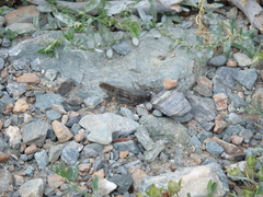 Bryodemella tuberculata