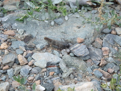Bryodemella tuberculata