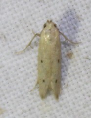 Numata bipunctella