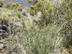 Leucosyris carnosa