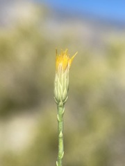 Leucosyris carnosa