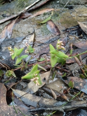 Leucopogon amplexicaulis