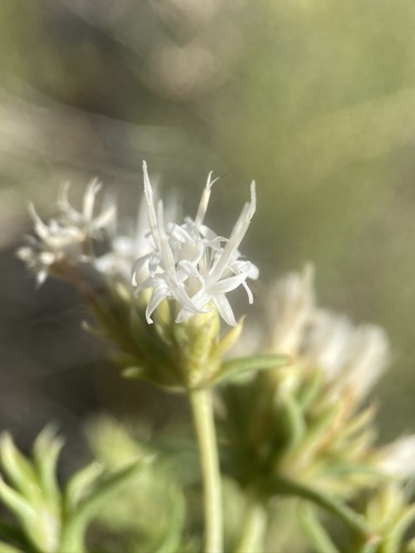 Image of Ericameria albida by (c) Matt Berger, some rights reserved (CC BY)