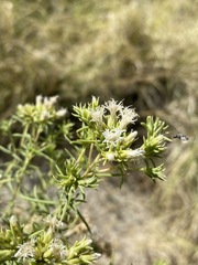 Ericameria albida