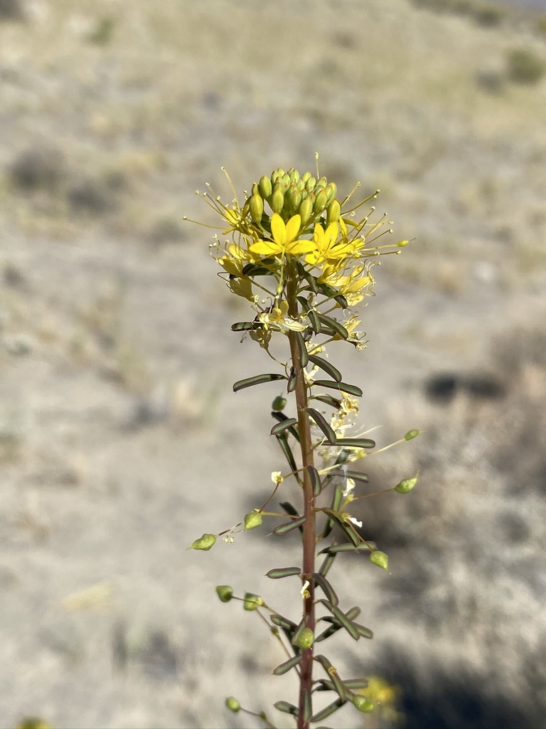 Twisted cleomella (Cleomella plocasperma)