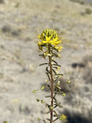 Twisted cleomella (Cleomella plocasperma)