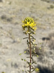 Cleomella plocasperma