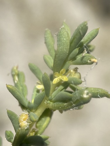 Image of Short-Pedicelled Cleomella (Cleomella brevipes) by (c) Matt Berger, some rights reserved (CC BY)