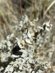 Atriplex parryi