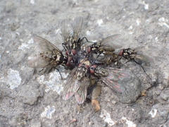 Limnophora