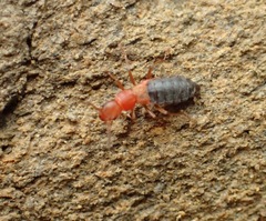 Endeodes insularis