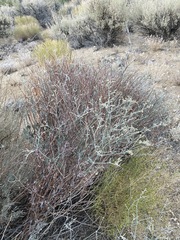 Eriogonum nummulare