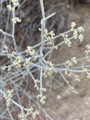 Eriogonum nummulare