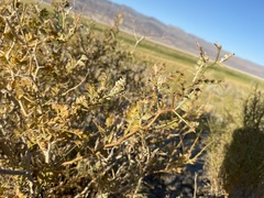 Psorothamnus arborescens minutifolius