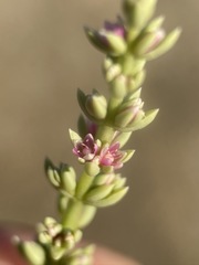 Nitrophila occidentalis