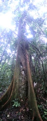 Ficus costaricana