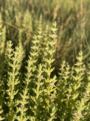 Nitrophila occidentalis