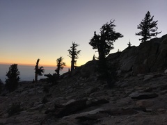 Pinus balfouriana