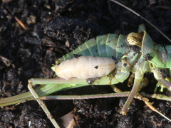 Palmodes occitanicus