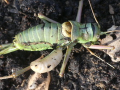 Palmodes occitanicus