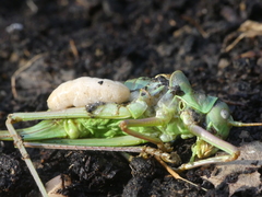 Palmodes occitanicus