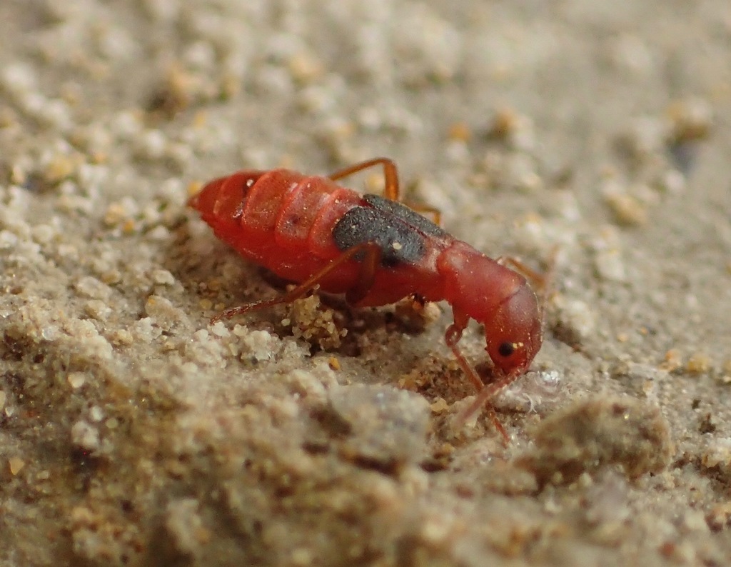 Endeodes basalis