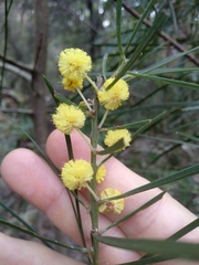 Acacia elongata
