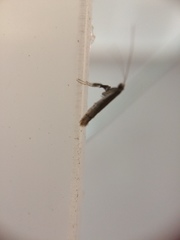 Caloptilia populetorum