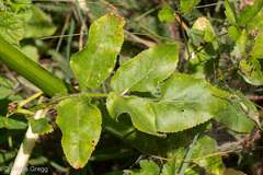 Opopanax chironium