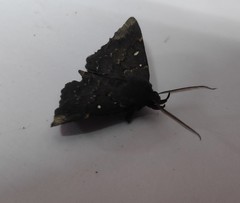 Lepidoptera