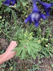 Delphinium barbeyi