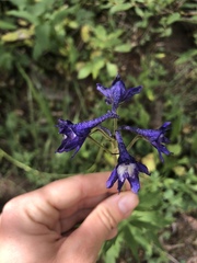 Delphinium barbeyi