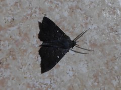 Lepidoptera