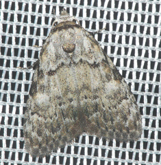 Meganola strigula