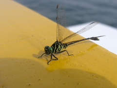 Burmagomphus vermicularis