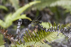 Melligomphus guangdongensis