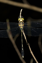 Macromidia rapida