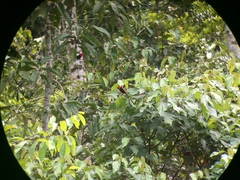 Ramphocelus nigrogularis