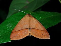 Ugia serrilinea