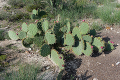 Opuntia rastrera
