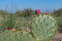 Opuntia rastrera