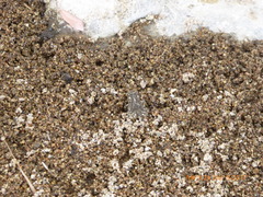 Anaxyrus californicus