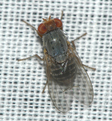 Prosopomyia pallida