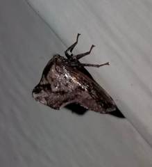 Telamona ampelopsidis