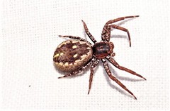 Tharpyna campestrata