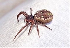 Tharpyna campestrata