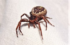 Tharpyna campestrata